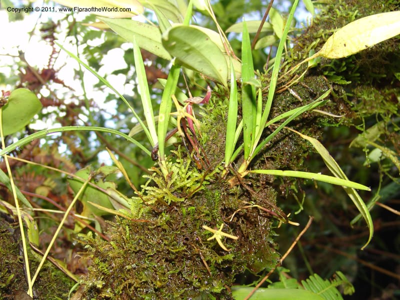 Three orchids--Ecuador. Maquipucuna Biol. Res. Send. Princip. 12 Mar 06. 064.jpg