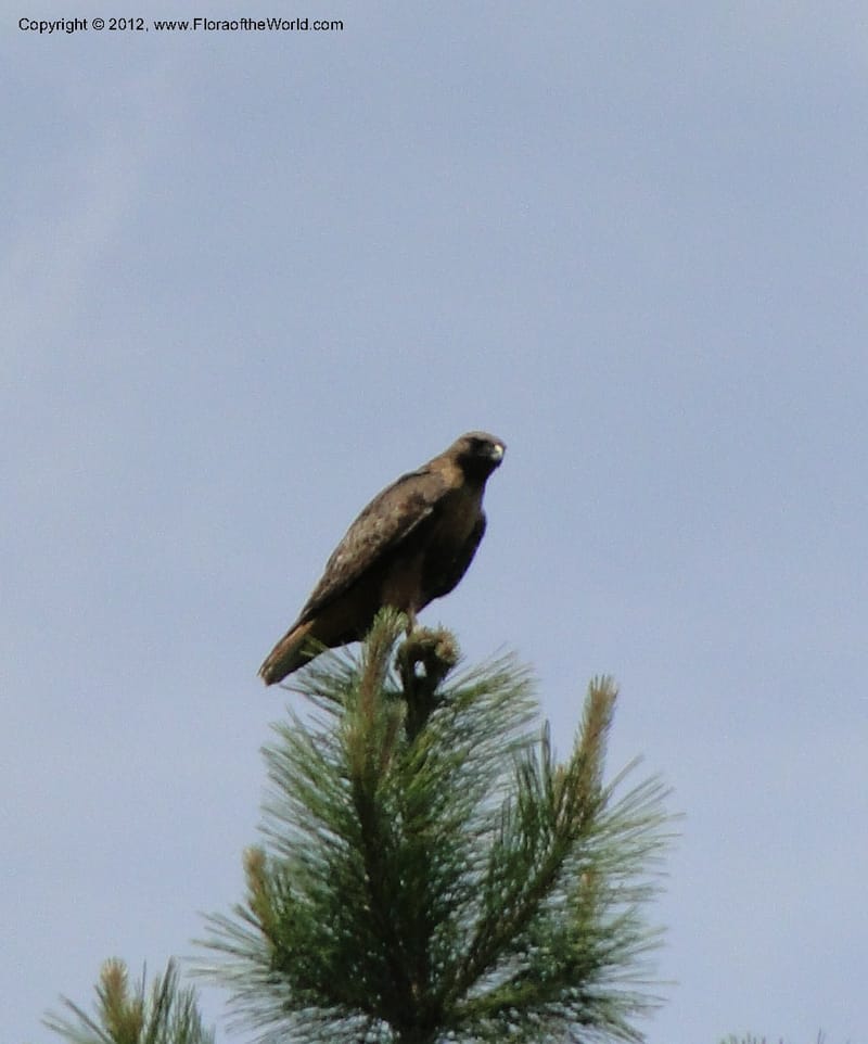 Buteo jamaicensis, red-tailed hawk--Idaho. Adams Co. Fish Lake Rd. 10 July 2011. 069.jpg