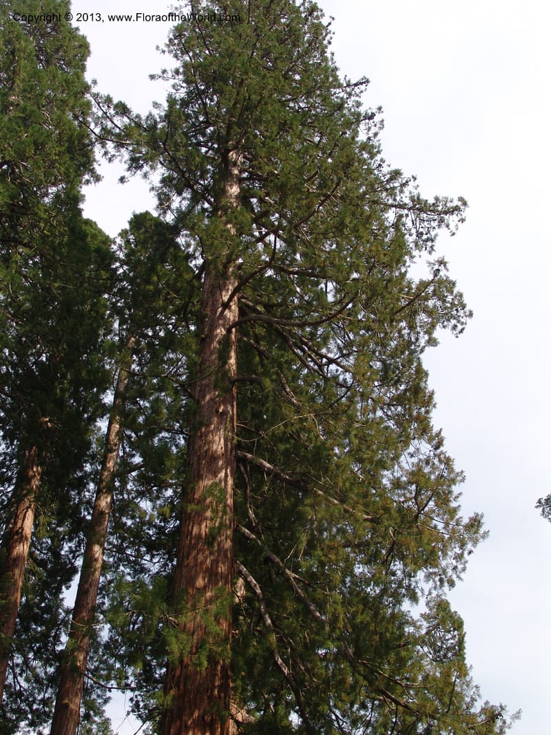 CA. Mariposa Co. Yosemite Nat. Pk. Mariposa Grove. 27 Jun 06. 287.jpg