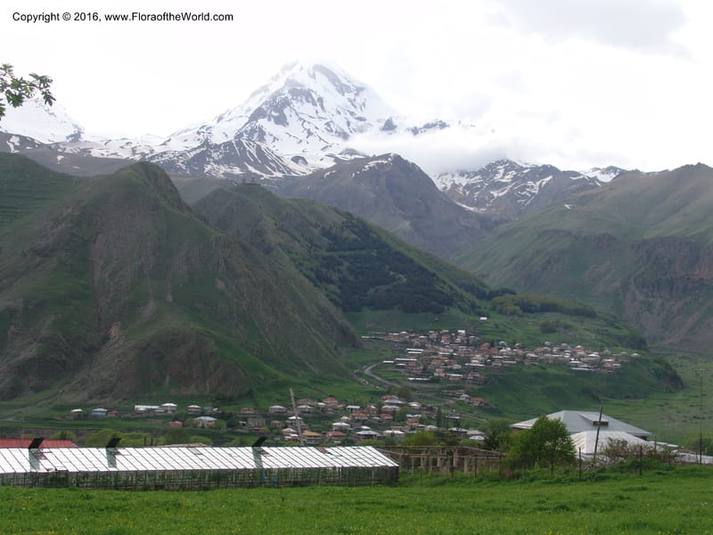 Georgia. Kazbegi Peak. Trail-road to Sameba Church. 2 Jun 05. 467 (3).jpg