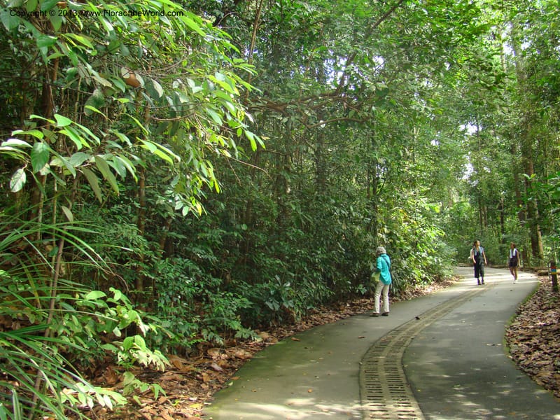 Singapore. Bukit Timah Reserve. 8 Mch 08. 002.jpg