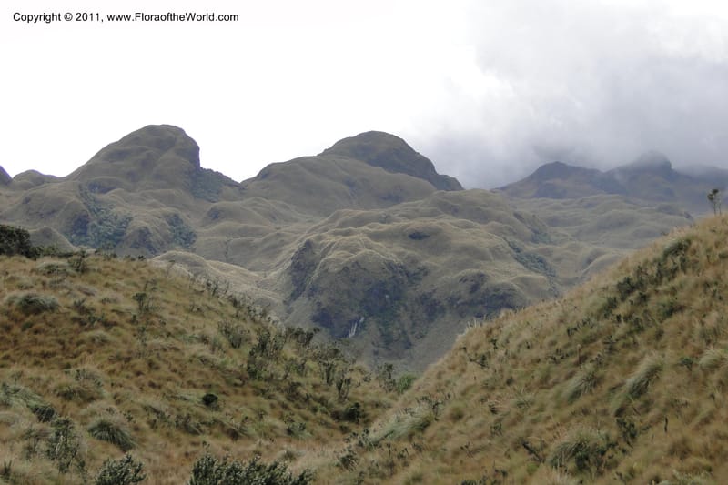 Ecuador. Napo. Papallacta to Baeza. 1 Jun 2011. 455.jpg