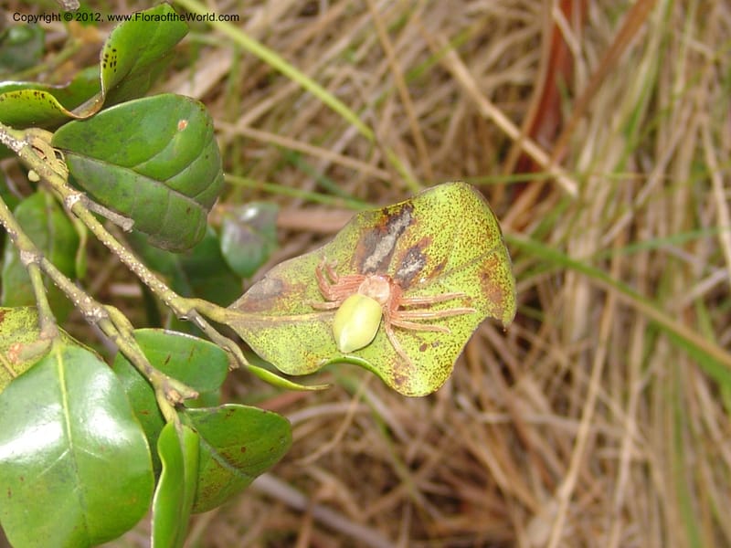 Crab spider on Schizolaena, ROR1634--Madag. Prov. Antan. Nat Rt 6, 8 km N of Manenerina. 19 Nov 06. 435.jpg
