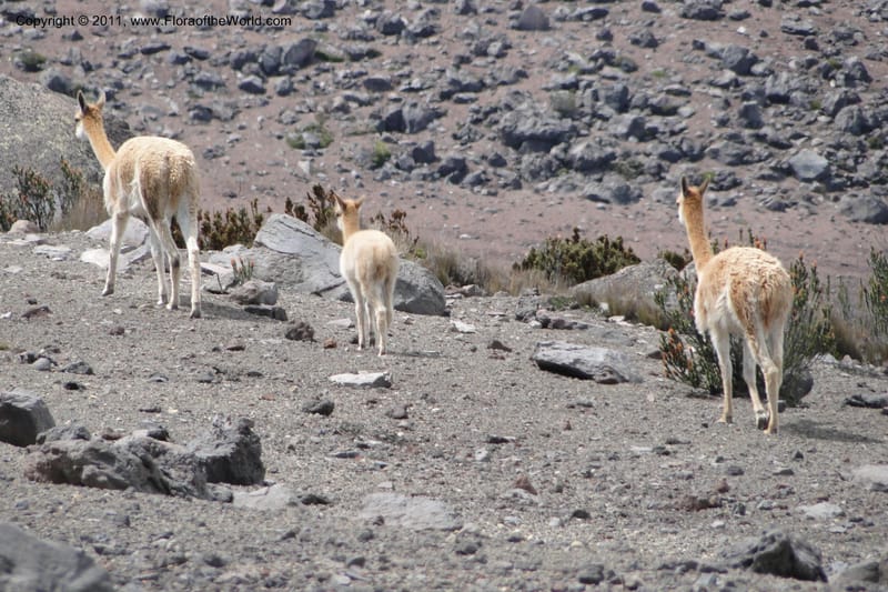 Vicuna--Ecuador. Chimborazo. El Primer Refugio. 5 Jun 2011. 022 (1).jpg
