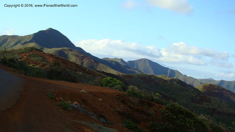 New Caledonia. 812.jpg