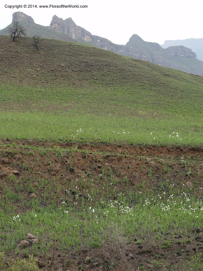 South Africa. Drakensberg Mts. Giants Castle. 4 Oct 2003. 041 (6).jpg