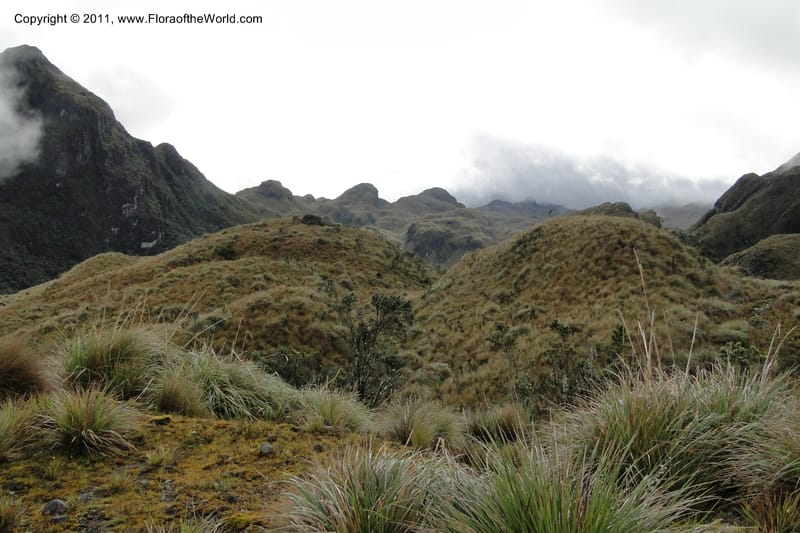 Ecuador. Napo. Papallacta to Baeza. 1 Jun 2011. 454.jpg