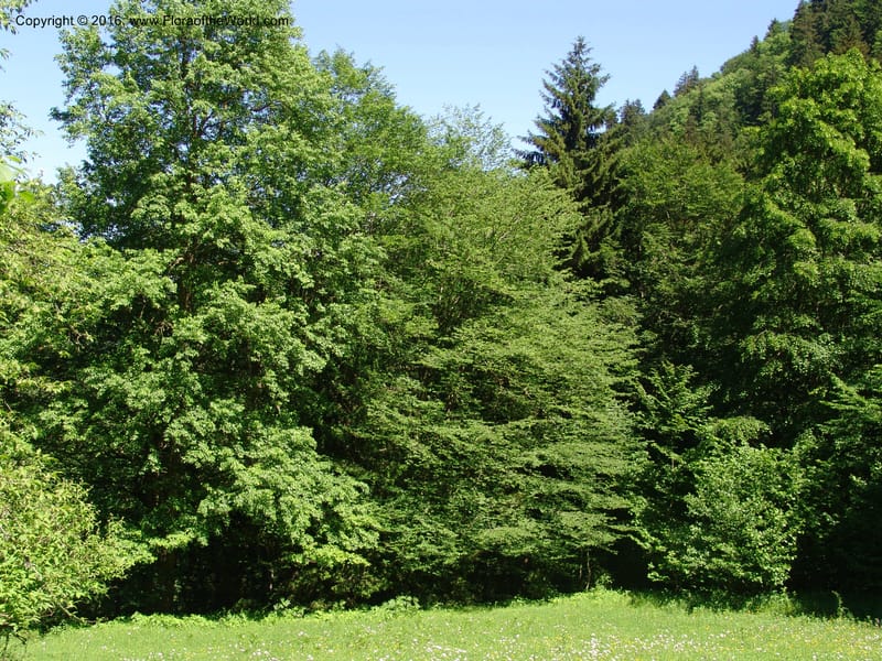 Georgia. Borjomi-Kharagauli Nat. Pk. 8  Jun 05. 151.jpg
