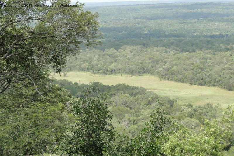 Paraguay. Edo. Concepcion. Esta. Garay Cue. 20 Mar 2011. 210.jpg