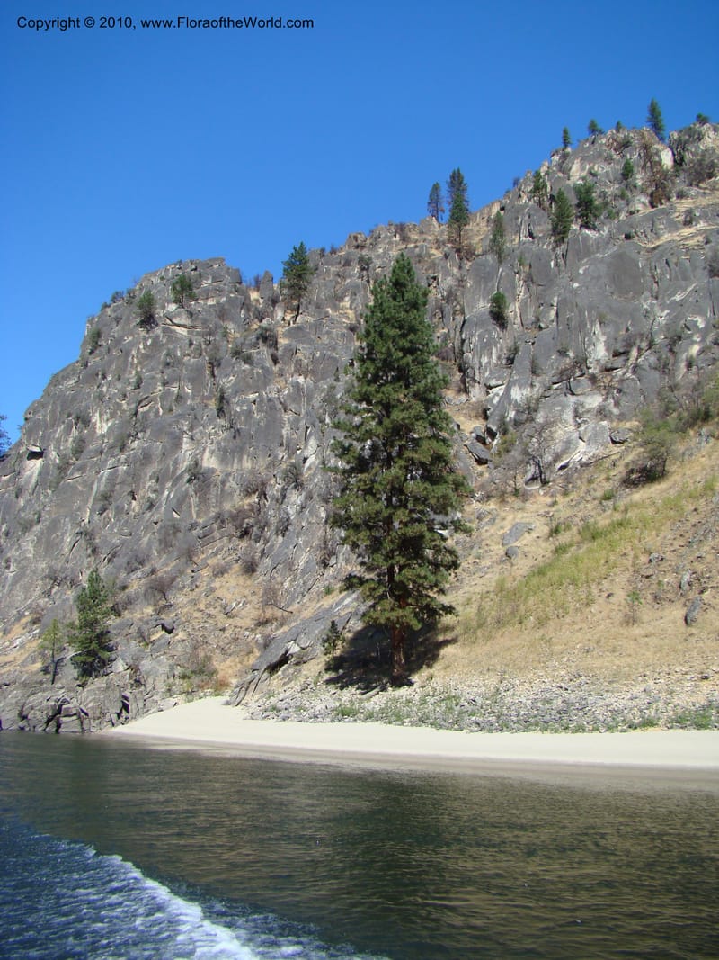 ID. Idaho Co. Main Salmon River. 26 Aug 08. 049.jpg