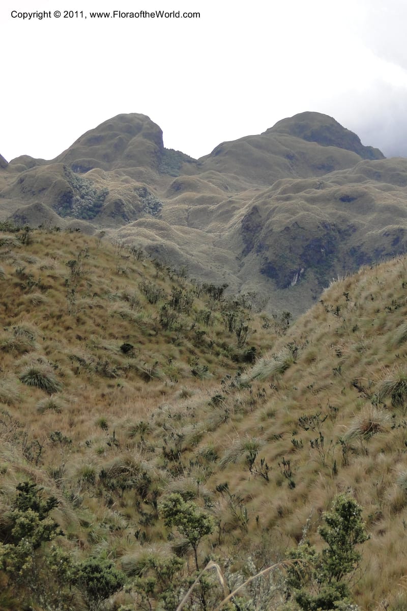 Ecuador. Napo. Papallacta to Baeza. 1 Jun 2011. 459.jpg