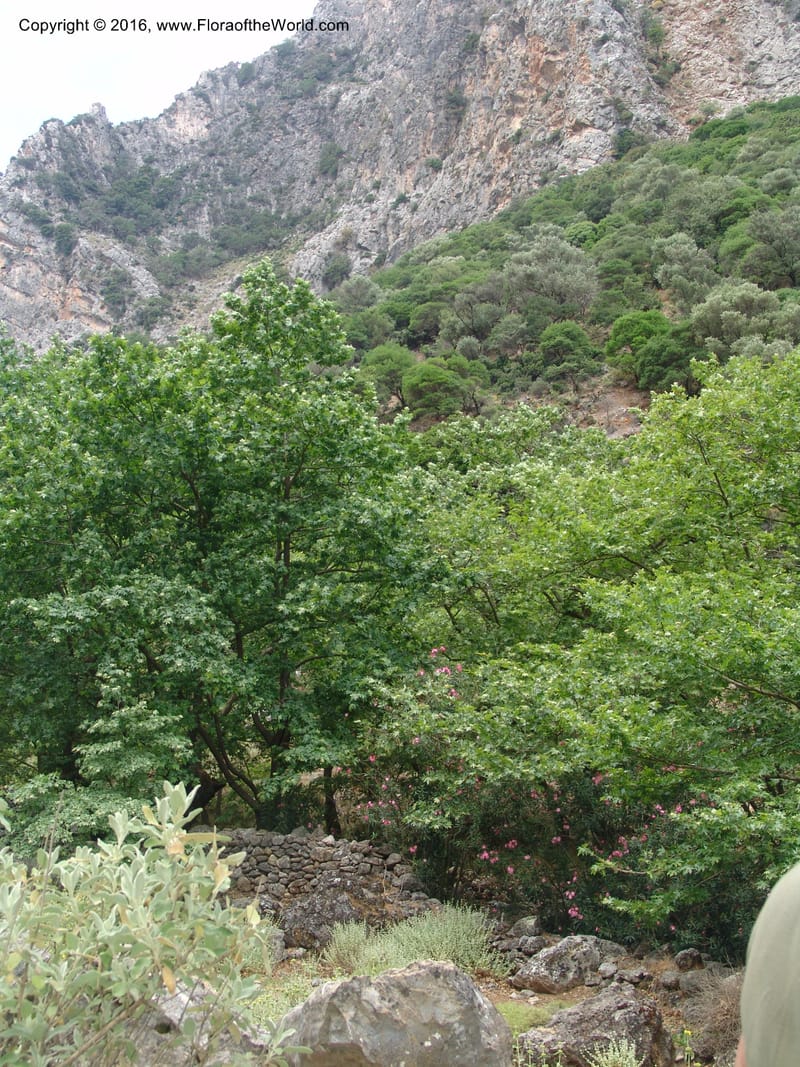 Crete. Ep. Kisamos. Sirikari Gorge. 25 May 05. 203.jpg