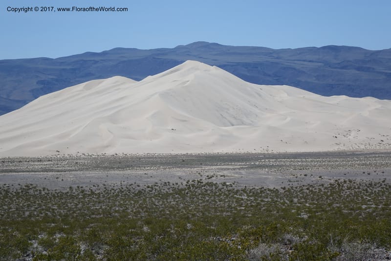 California. Inyo Co. Last Chance Mts. 16 Apr 2016.  (10).JPG