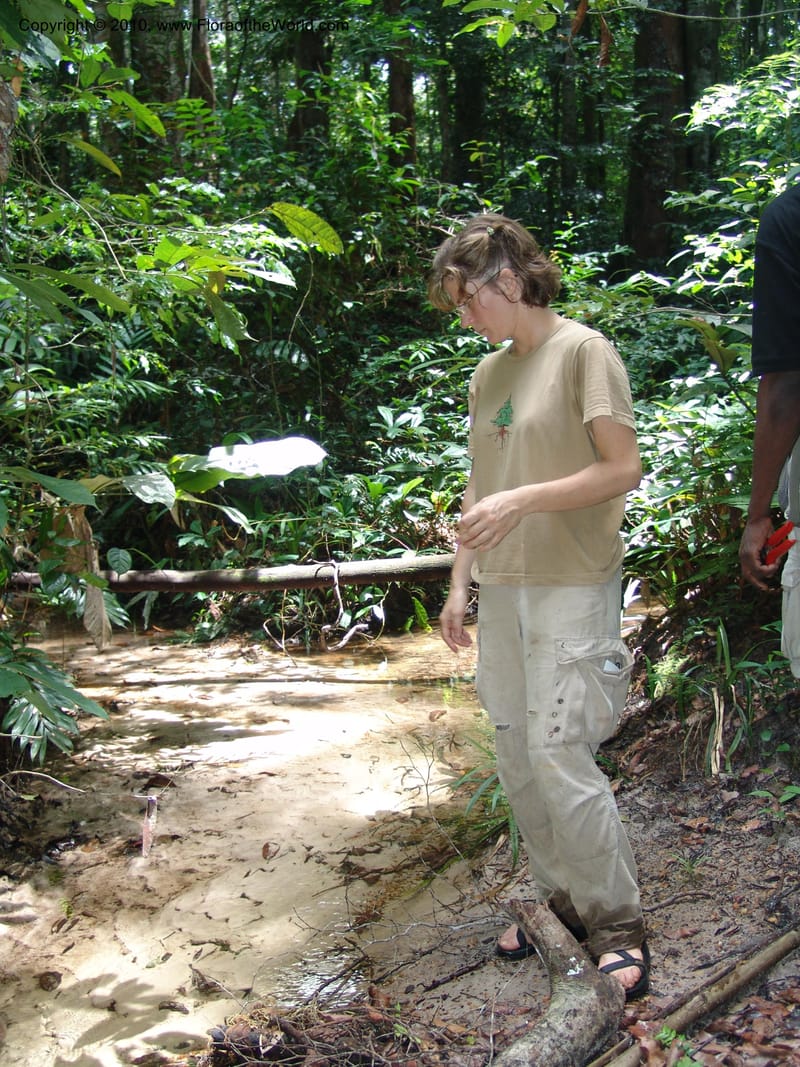 Gabon. Prov. Estuaire. Mondah Forest. 15 Apr 06. 203.jpg