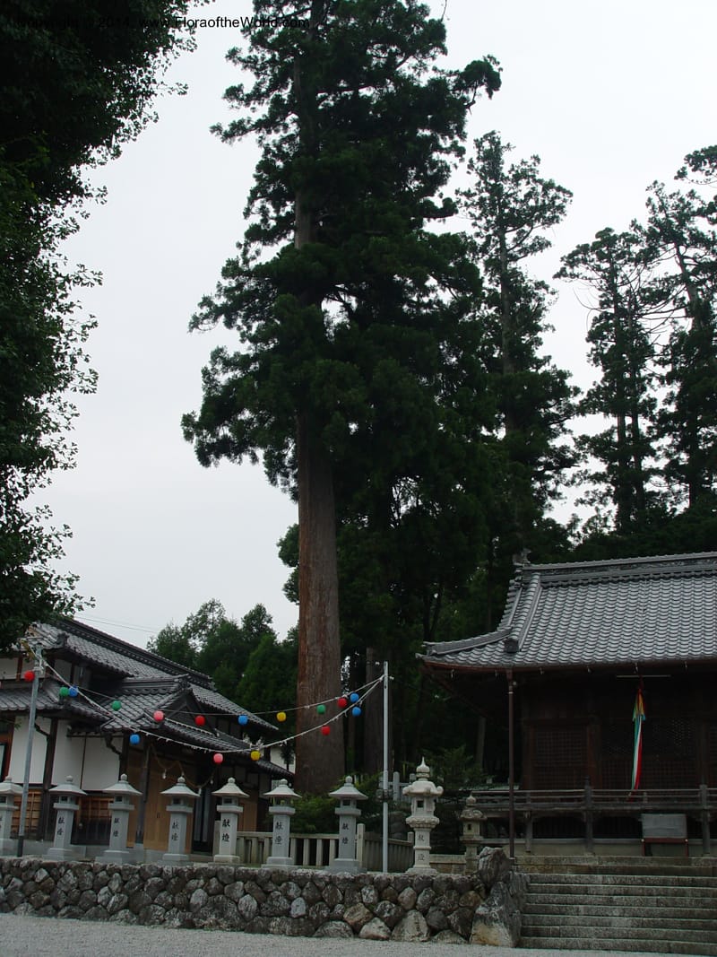 Japan. Temple in Ibuki-cho.  CD18 Jul 03. 005.jpg