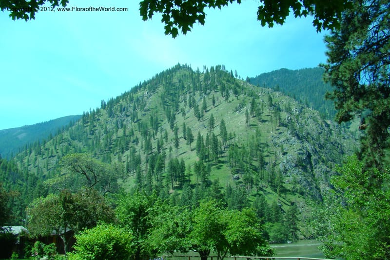 Idaho. Idaho Co. Salmon River. Shepp Ranch. 28 May 2009. 020.jpg