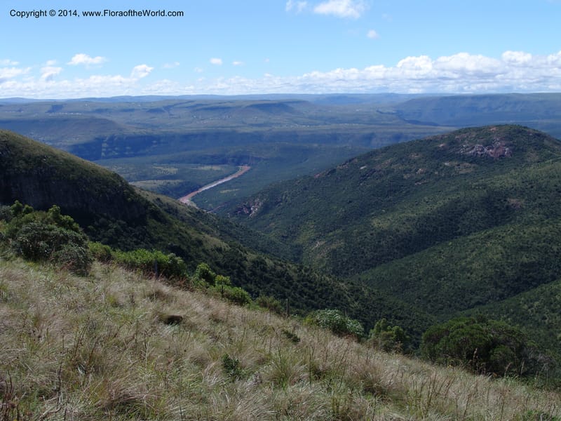 So.Africa. E. Cape. Moonstone Farm, Quanti Area, Stut. 8 Mch 05. 101 (2).jpg