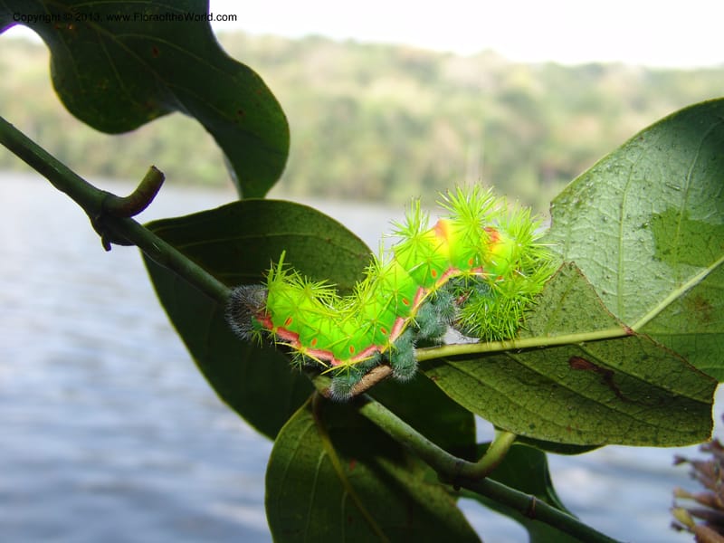 Caterpillar, Uncaria tomentosa, AAMurakami3033--Bolivia.  Pq. Nal. Madidi. Margin, Laguna Chalalan. 23 Sep 06. 104.jpg