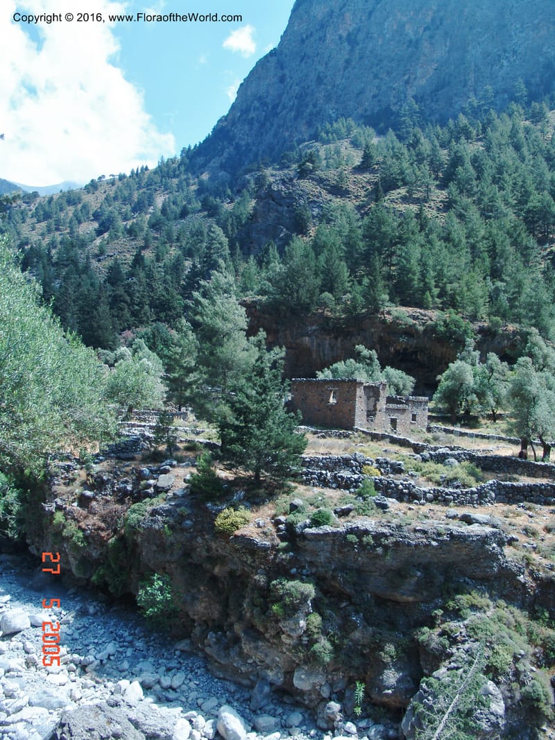 Crete. Samaria Gorge. 27 May 05. 144.jpg
