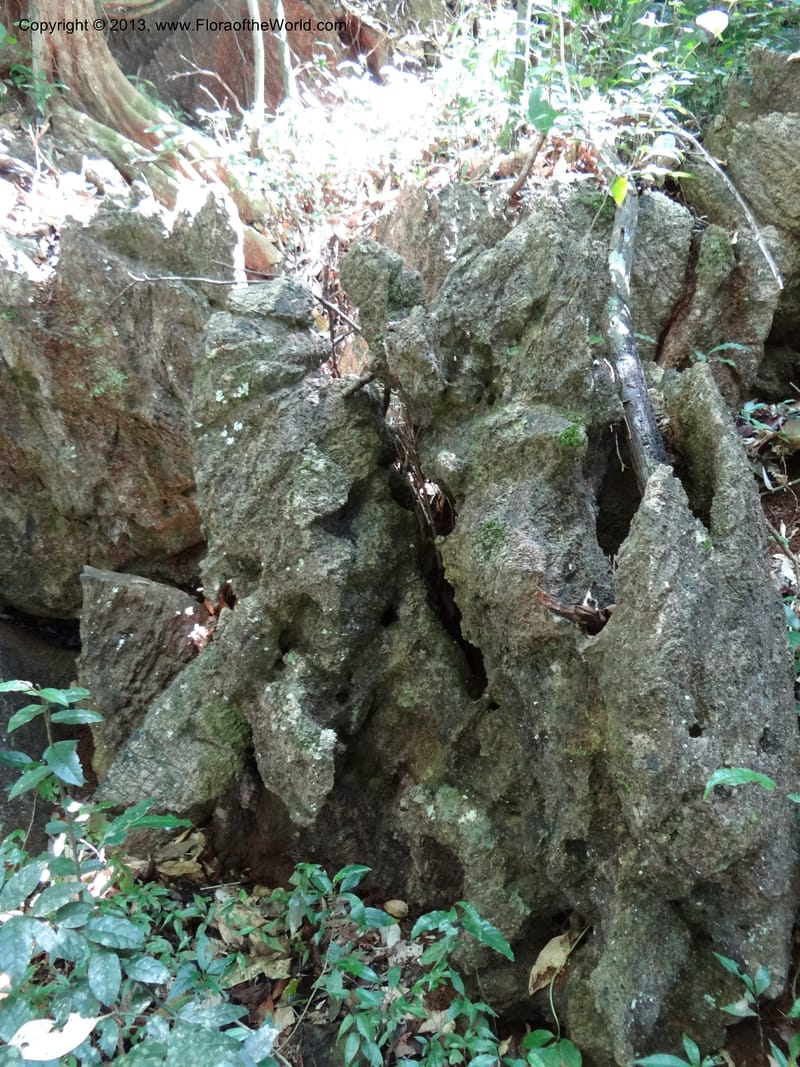 Thailand. Surat Thani Prov. Khlong Phanom Nat. Park. 15 Nov 2012. DSC09389 (119).JPG