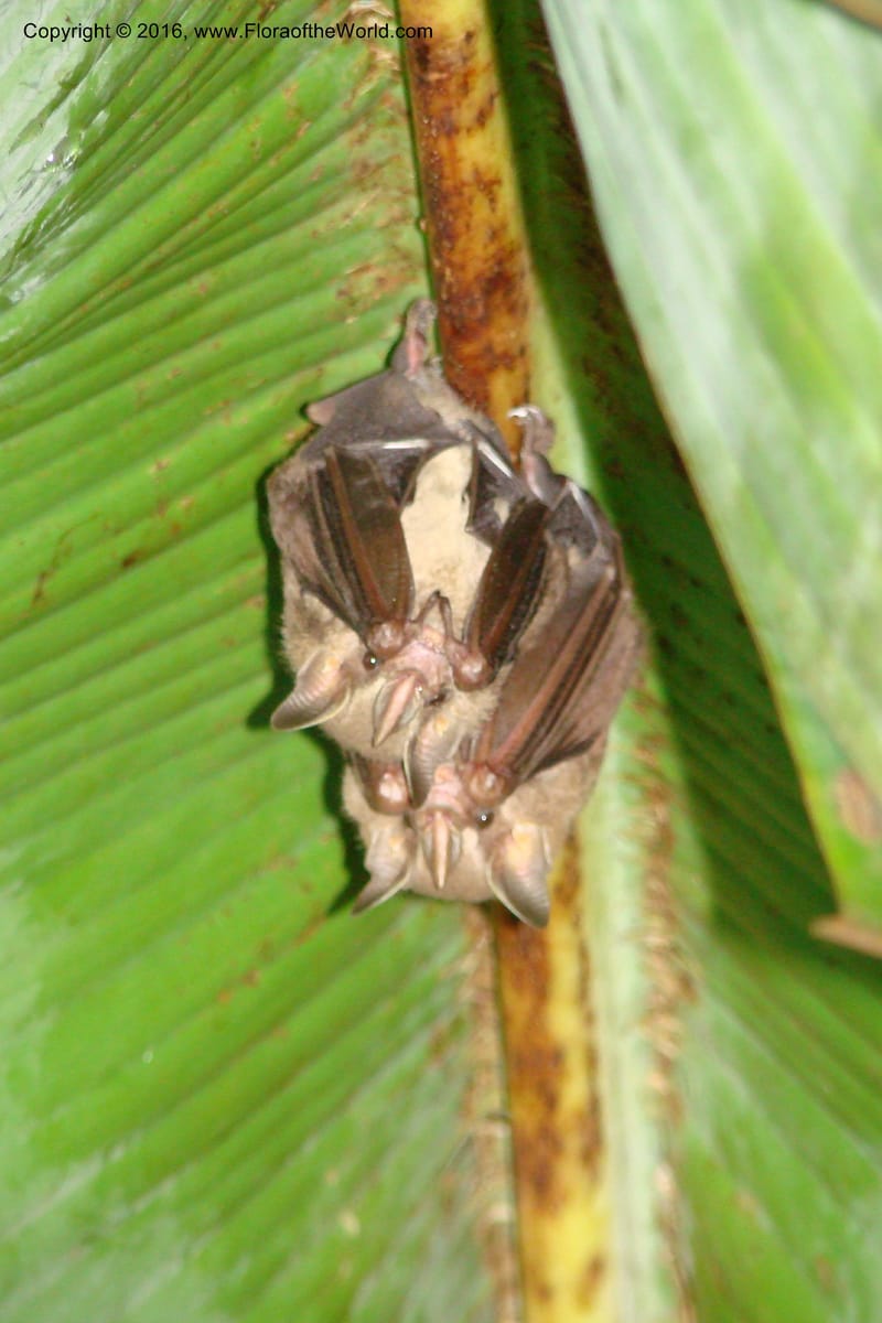 Bats--Peru. Loreto. Distr. Nauta. Parq. Nac. Pacaya Samiria. 4 Nov 08. 174.jpg