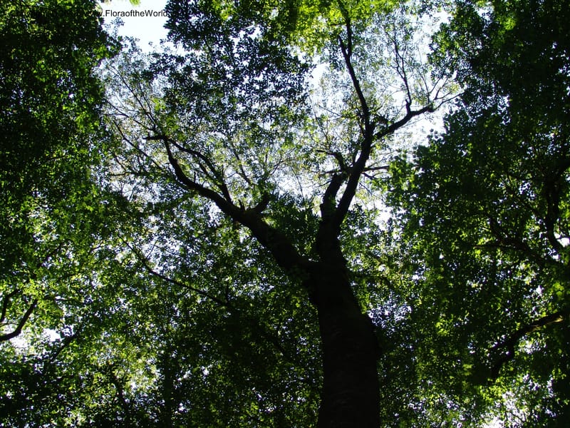 Georgia. Lagodekhi  Forest Reserve. 11 Jun 05. 234.jpg
