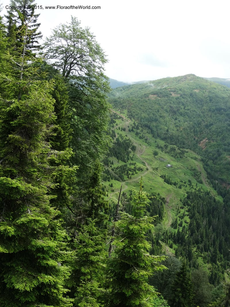 Georgia (Caucasus). Koslitavi, branch of Merisi Gorge. 11 Jun 2014. DSC08456 (236).JPG