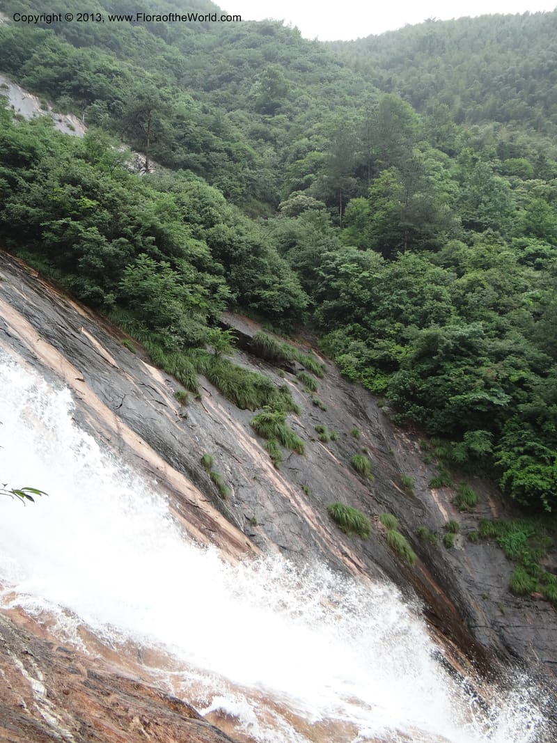 China. Anhui Prov. Huang Shan. 6 Jun 2012. DSC01929 (74).JPG