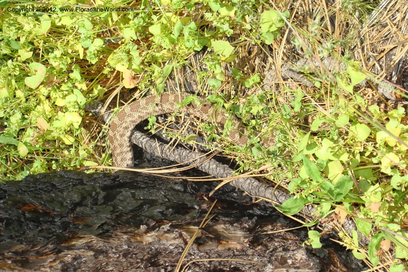Idaho. Idaho Co. Salmon River. Shepp Ranch. 28 May 2009. 059.jpg