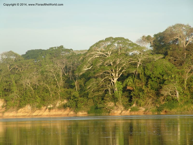 Rio Madre de Dios--Peru. Edo. Madre de Dios. 22 Oct 05. 316.jpg