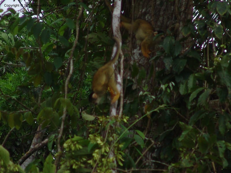 Squirrel monkey--Bolivia.  Pq. Nal. Madidi. Margin of Laguna Chalalan. 22 Sep 06. 272.jpg