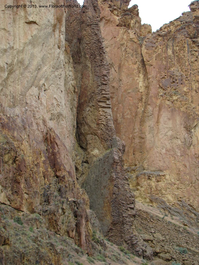 OR. Malheur Co. Leslie Gulch. 1 Jun 08. 401.jpg