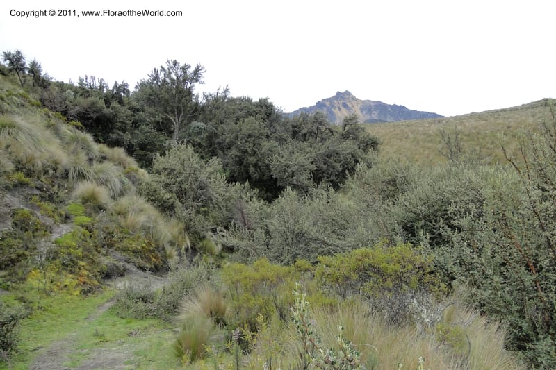 Ecuador. Pichincha. Res. Ecol. Ilinizas. 4 June 2011. 048.jpg