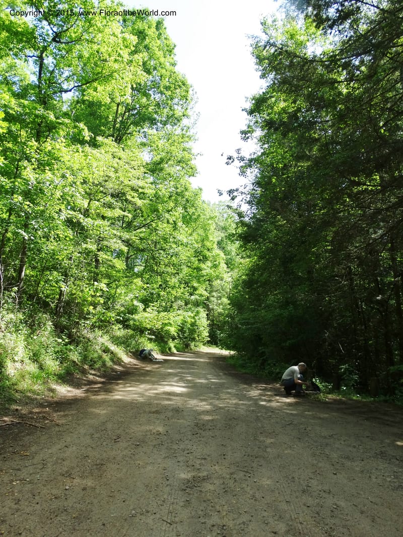 South Carolina. Oconee Co. Brasstown Cr. 19 May 2015. DSC06413 (55).JPG