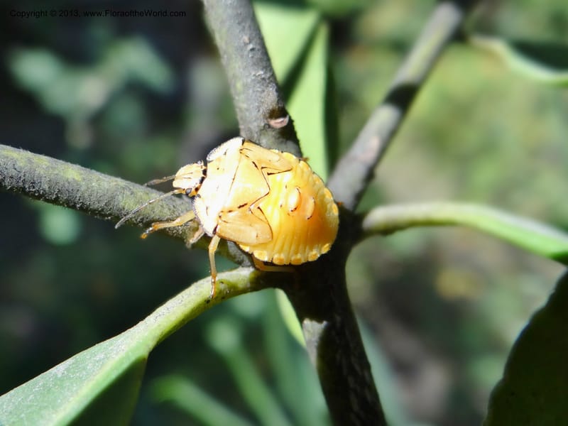 Insect on Laurelia, W. D. Stevens 34103--Chile, Puente Polcura, 17 Feb 2013 8631 (1).JPG