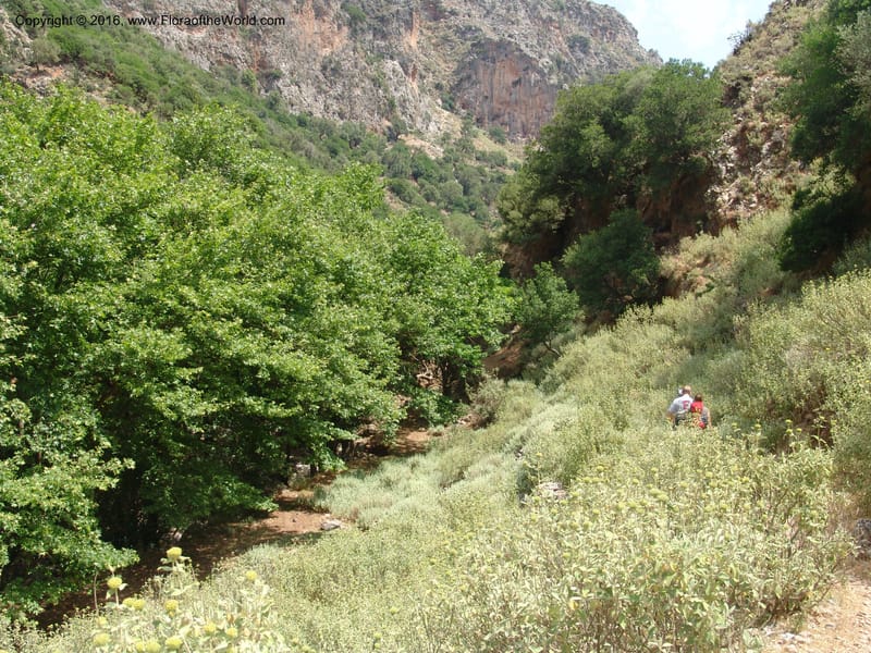 Crete. Ep. Kisamos. Sirikari Gorge. 25 May 05. 187.jpg