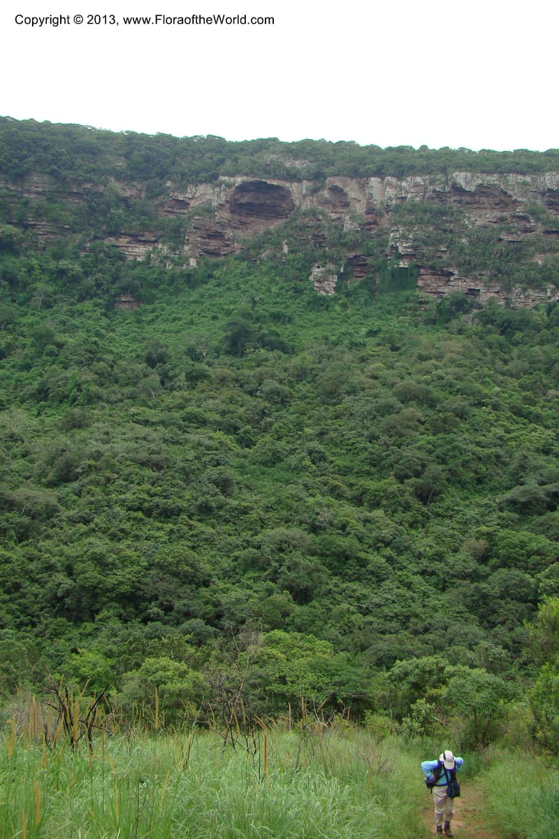 South Africa. KwaZulu-Natal. Krantzkloof Nat. Res. 24 Jan 09. 145.jpg