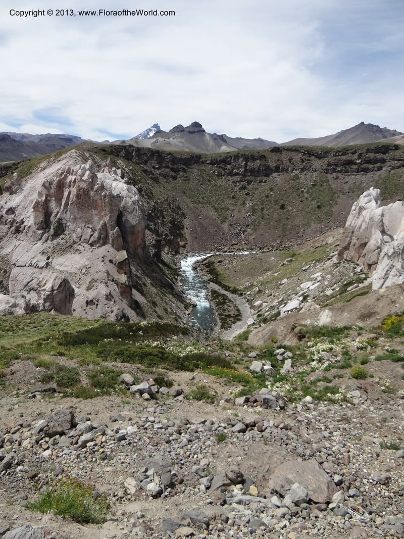 Chile. Cta. 115. 2.6 km W of La Laguna. 22 Feb 2013. DSC02735 (140).JPG