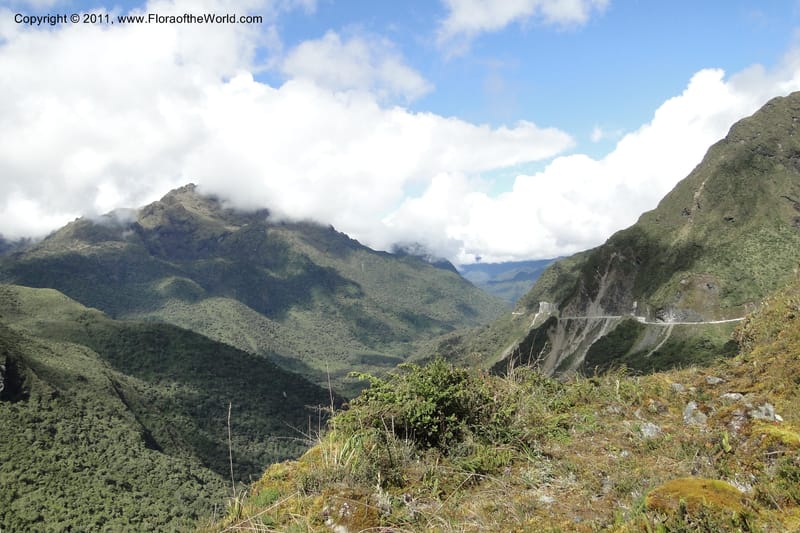 Ecuador. P. N. Sangay. 6 June 2011. 377.jpg