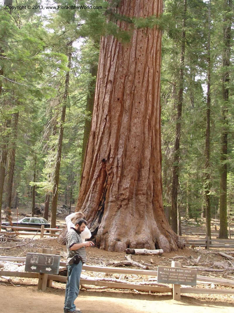CA. Mariposa Co. Yosemite Nat. Pk. Mariposa Grove. 27 Jun 06. 285.jpg