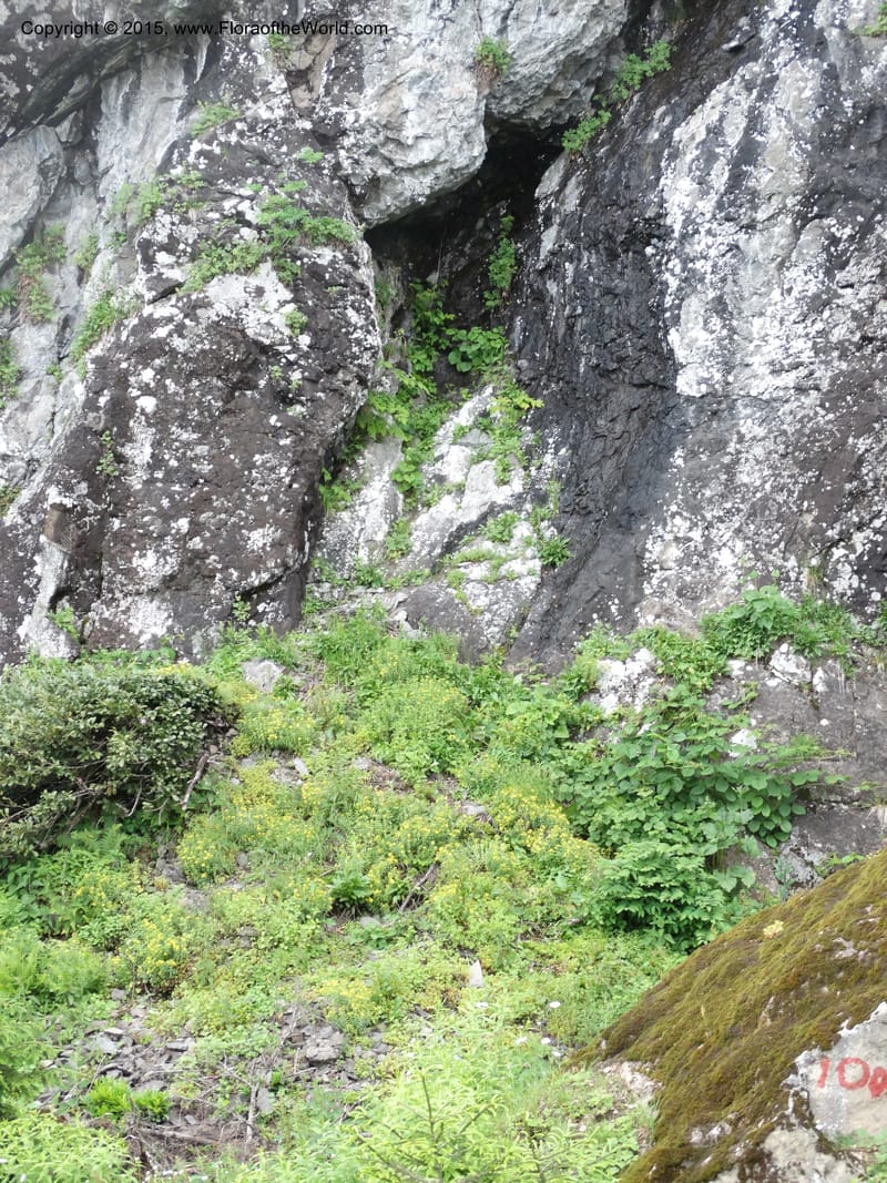 Georgia (Caucasus). Koslitavi, branch of Merisi Gorge. 11 Jun 2014. DSC08456 (462).JPG