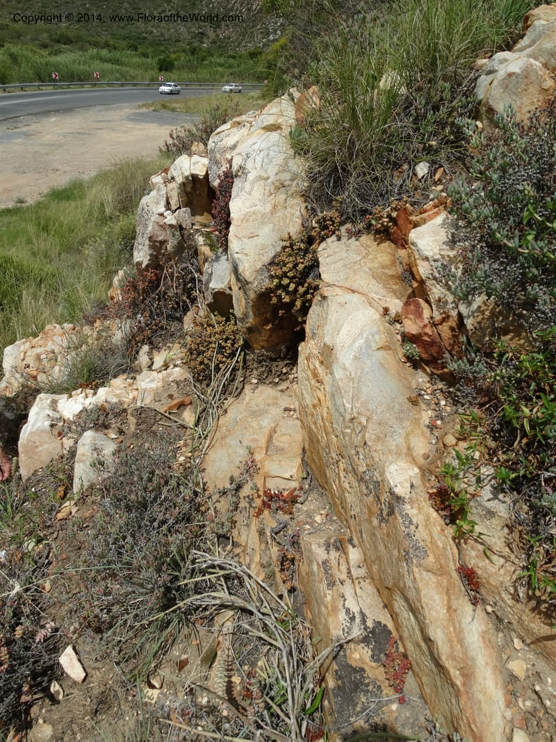 South Africa. Western Cape. West of Montagu. 18 Jan 2014. DSC00224 (13).JPG