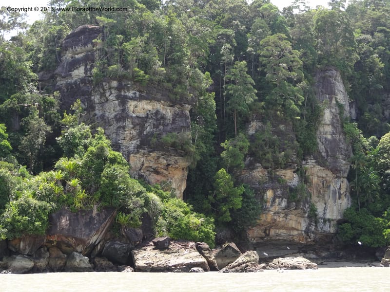 Malaysia, Sarawak. Bako Nat. Park. 29 Mar 2012.  DSC06061 (5).JPG