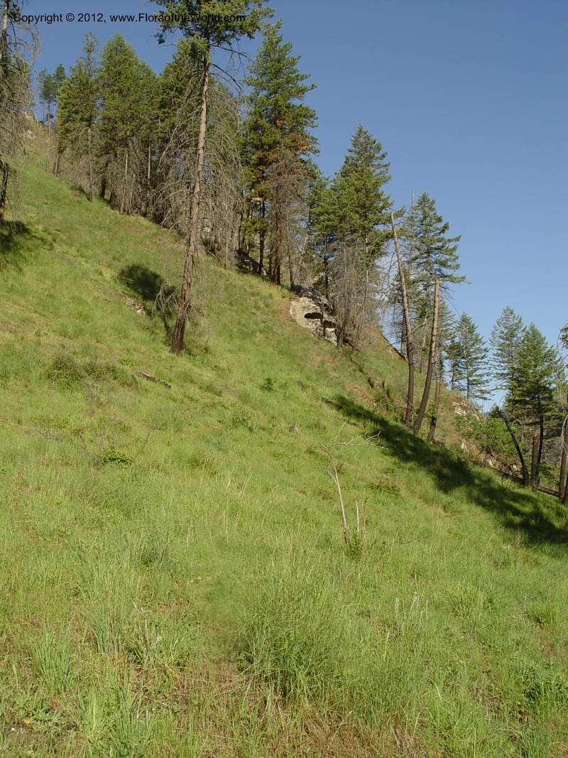 ID. Idaho Co. Salmon R. Polly Bemis Ranch. 9 May 04. 007.jpg