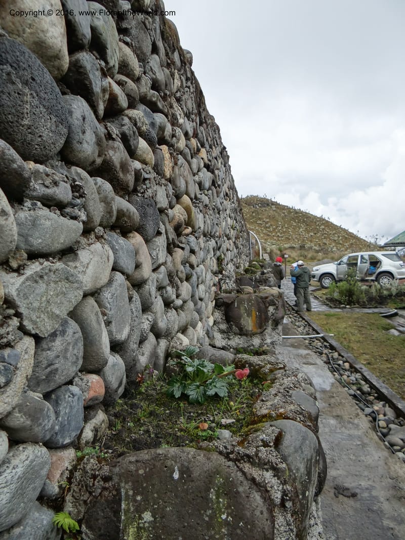 Ecuador. Carchi. Paramo El Angel. 5 Oct 22012. DSC06999 (63).JPG