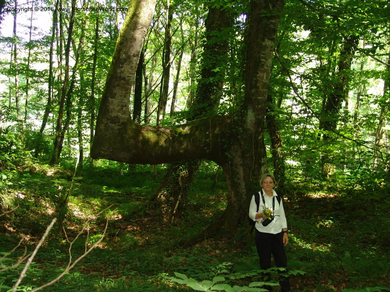 Georgia. Lagodekhi  Forest Reserve. 11 Jun 05. 197.jpg