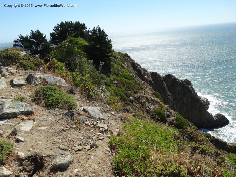 Chile. Coastal rd S of Constitucion. 25 Nov 2014. DSC08074 (158).JPG