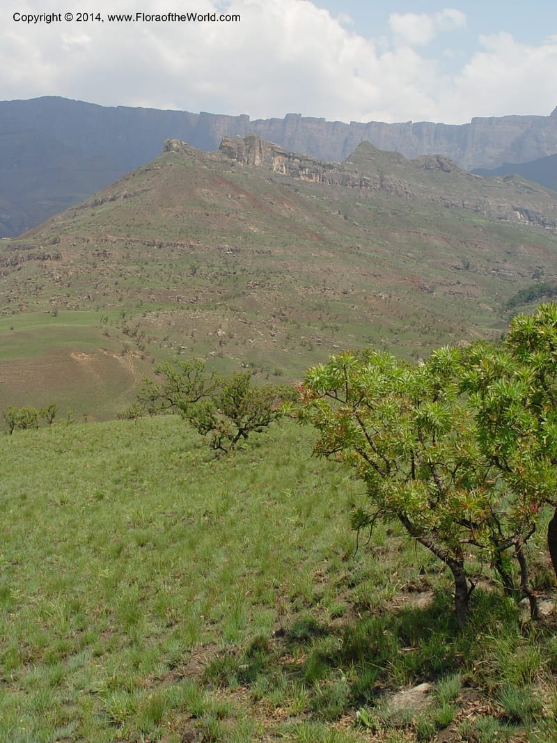 South Africa. Drakensberg Mts. Giants Castle. 4 Oct 2003. 001 (7).jpg