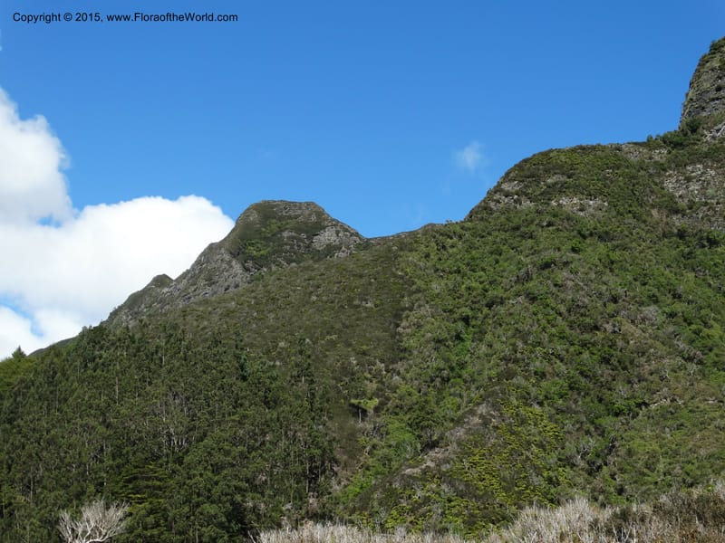 Chile. Juan Fernandez. Plazoleta el Yunque. 22 Feb 2015. DSC09083 (25).JPG