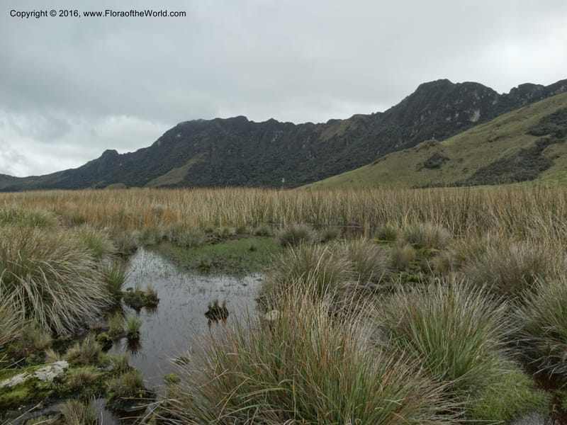 Ecuador. Mojanda. 22 Apr 2015. DSC02267 (115).JPG